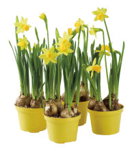 Minipåsklilja Ø9 cm